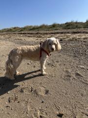 Ani The Dog